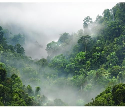 decomonkey Fototapete selbstklebend Wald Natur 343x256 cm XL Selbstklebende Tapeten Wand Fototapeten Tapete Wandtapete klebend Klebefolie Landschaft