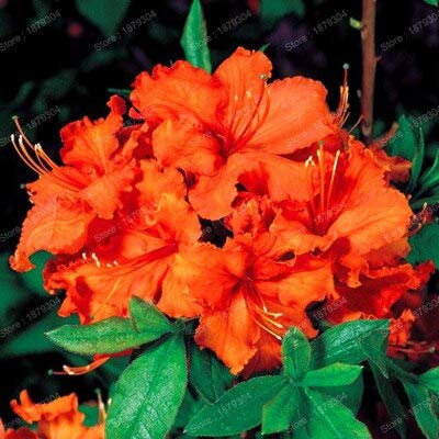 New 200 pcs Rhododendron Flower Seeds for Gardening Orange