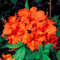 New 200 pcs Rhododendron Flower Seeds for Gardening Orange