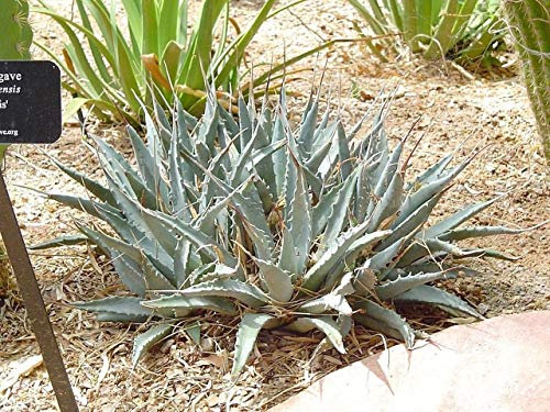 UTAH AGAVE (Agave utahensis) 10 semi