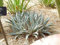 UTAH AGAVE (Agave utahensis) 10 semi