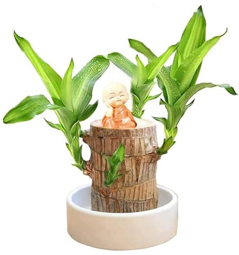 Brasilien Glücksholz Pflanze Set Kleine Mini Glücksholz Aus Brasilien Brasilianische Holzpflanze mit Mönchsstatuen Desktop Pflanze Brazilian Wood Plant Pflanzenstumpf Hydrokulturpflanze (Orange)