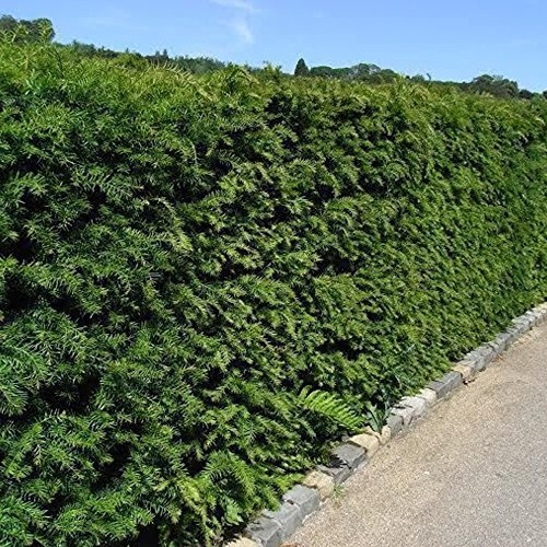 GardenersDream 10 x Taxus Baccata Plants - English Yew Hedging Plants - Evergreen Outdoor Shrubs for Garden - All Year Round Hedge Bushes for Gardens and Borders (20-40cm incl. 9cm Pot)
