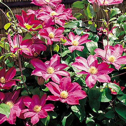 Haloppe 50 Stücke Clematis Blumen Pflanzen Samen für Hausgarten Pflanzen, Mischfarbe Clematis Samen Bonsai Kletterpflanze Blumengarten Wohnkultur Clematis-Samen