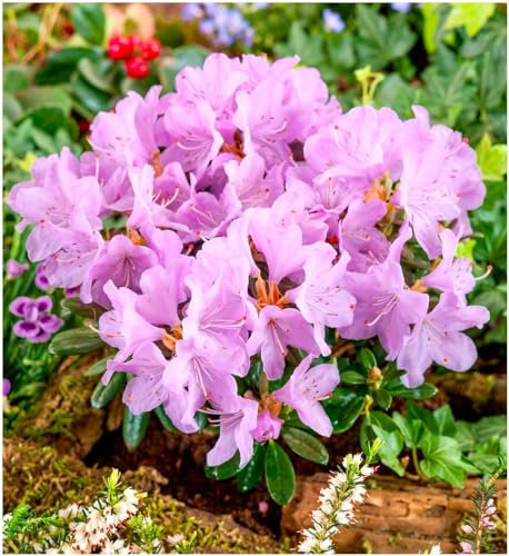 GrowOn Shrubs [x3] Dwarf Rhododendron Japonica 'Snipe' | Multi-Pack | Evergreen Shrubs | Outdoor Garden Ready Plants | Spring Flowering | Lilac Pink Flowers