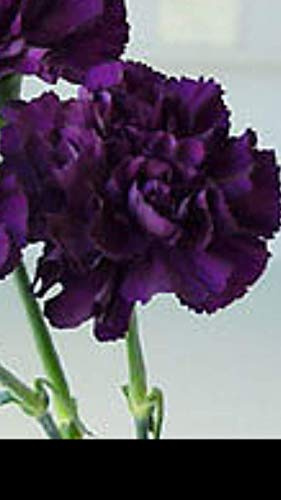 Portal Cool Garofano Dianthus gigante viola C. 100 semi semi