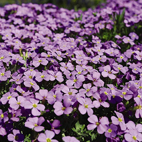 Aubrieta 'Purple Cascade' F1 Hybrid Aubretia Hardy Perennial Flowers Garden Plants Grow Your Own 1 x Seed Packet (150 Seeds) Aubrieta 'Purple Cascade' F1 Hybrid by Thompson and Morgan
