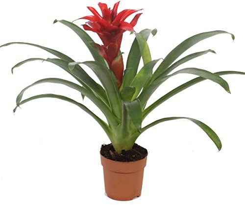 Planta con Flor Roja Natural Guzmania Bromelia Flores Rojas