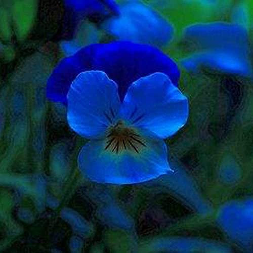 100 Pezzi Viola del pensiero blu Semi in vaso esotiche di colore blu casa e giardinaggio fai da te fiori resistenti perenni regali ideali per il nuovo giardiniere