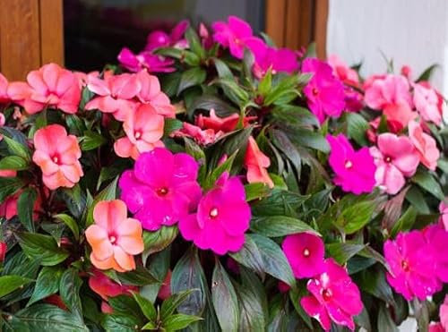 100pcs New Fresh Impatiens Flower Seeds