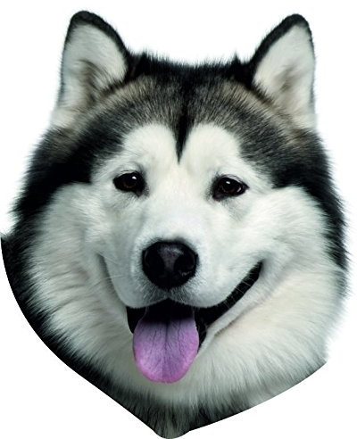 Auto Auto Hund Husky 16 x 16 cm | hochwertige, leicht anzubringen | Sticker Aufkleber Wirtschafts und robust