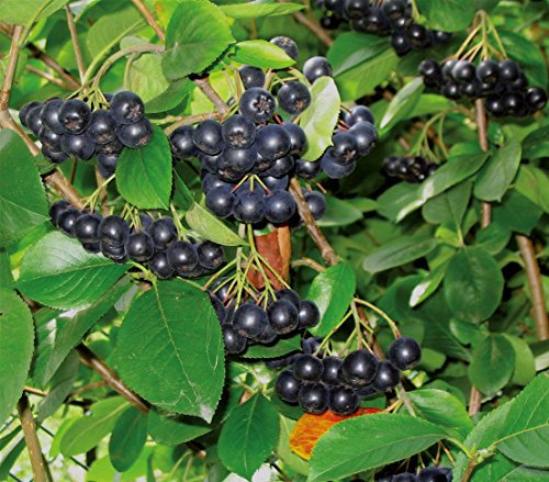 Dehner Apfelbeere Aronia Viking, insektenfreundlich, ca. 40-60 cm, 3 l Topf, Beerenstrauch