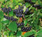 Dehner Apfelbeere Aronia Viking, insektenfreundlich, ca. 40-60 cm, 3 l Topf, Beerenstrauch