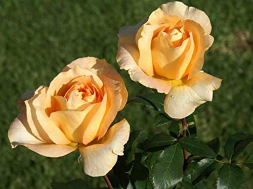 1 Pianta di ROSA BREVETTATA CASANOVA ® MEILLAND vera PROFUMATA vaso19 FOTO REALE AMDGarden