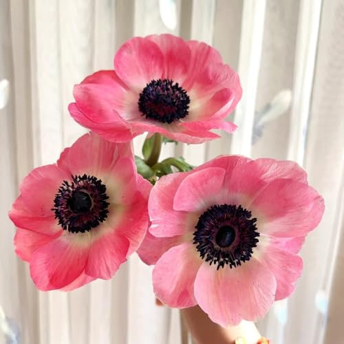 50 pcs Herbstanemone Pflanze, blumensamen mehrjährig winterhart Anemone Samen - Herbstanemone Samen - blumensamen balkon nachhaltige produkte blumendeko samen geschenk, blumengarten