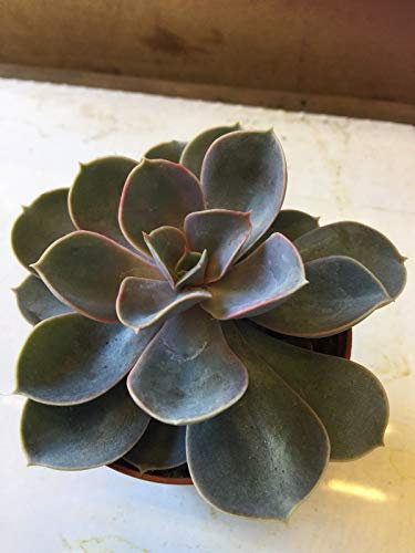 Portal Cool Cactus Sukkulente Echeveria