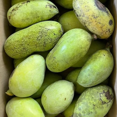 3 pcs Indianerbanane Pflanze Samen, frisches obst winterharte kübelpflanzen Asimina Triloba Seeds, grünpflanzen zimmerpflanzen, pflanzen balkon obstsamen balkongarten balkonpflanzen