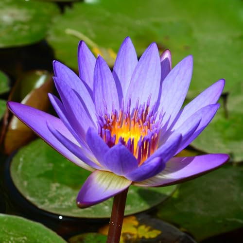 Seerosenpflanze, Trockenheitstolerant Und Einfach Anzubauen, Winterhart Pflanzen, Magic of Nature, Sie Reinigen Das Wasser, Unglaublich AnpassungsfäHig. -30pcs-d