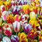 100x gemischte Rembrandt Tulpenzwiebeln Frische Zwiebeln mit höchster Keimrate