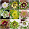 500 pz Semi di rosa di Natale, rosa di Natale, regali per giardiniere, regali per il giardino Fiori da balcone, regali di Pasqua semi di fiori, piante Piantare fiori da giardino,