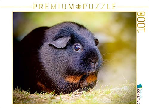 CALVENDO Puzzle EIN Motiv aus dem Kalender Meerschweinchen - so süß 1000 Teile Puzzle quer | 1000 Teile Lege-Größe 64 x 48 cm Foto-Puzzle für glückliche Stunden