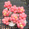 Portal Cool 100 Teile/beutel: 100 Stücke Seltene SüÃŸe Sukkulente Samen Lithops Samen Bonsai Pflanzen Samen Zz 02
