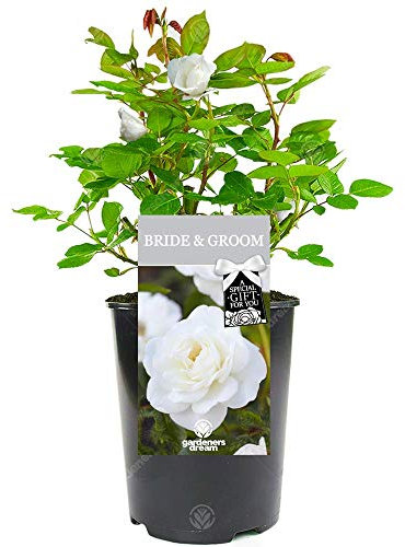 Bride and Groom Rose - Celebrate the Happy Couple's Big Day with a Unique Living Plant Gift