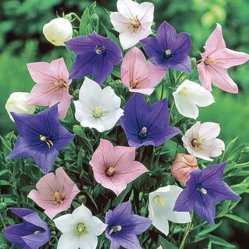 Buy4seeds Balloon Flower Bellflower Mix - 200 Seeds - Platycodon Grandiflorus Easy for Grow Garden