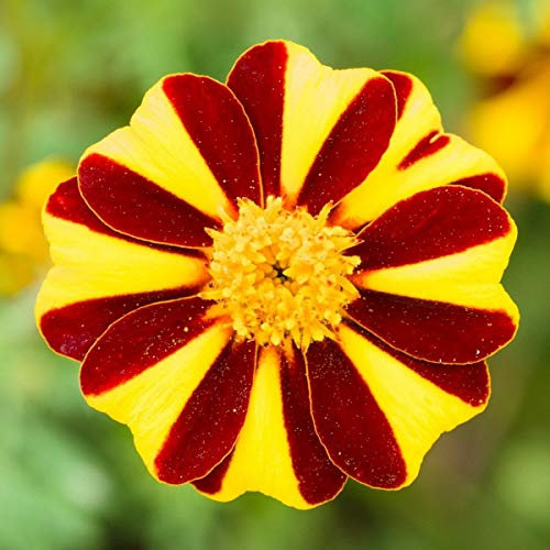200 Marigold Tagetes Patula Dwarf French Mr Majestic Seeds - 200 Seeds
