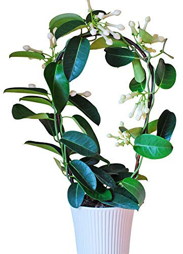 Evergreen Jasmine on a Hoop Stephanotis Floribunda Fragrant White Star Shaped Flowers Plant Twining Climbing Plant 1 x 11cm Pot by Thompson and Morgan (1 X 11cm Pot)