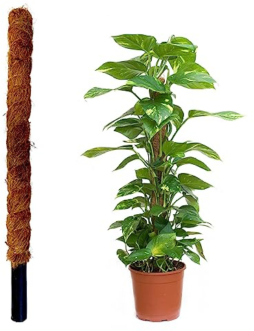 JARDINLIFE Tutor Fibra de Coco Natural para Plantas Trepadoras y Enredaderas, Guía para Las Raíces (150 cm)