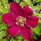 Clematis Großblütige Westerplatte 1L - Pflanze für Anfänger und professionelle Gärtner - Ideal für Kleingarten, Garten - Schöne Pflanze mit ungewöhnlichen Blüten - Genießen Sie jeden Tag ihre Farben