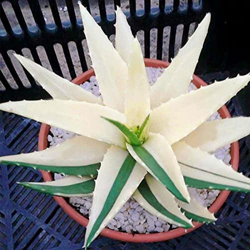 Haloppe 100 Stück Aloe Vera Blumen Pflanzensamen für die Hausgartenbepflanzung, seltene Aloe Vera Sukkulentenpflanze, mehrjährige Anti-Strahlungs-Hausgartensamen 8# Aloe-Vera-Samen