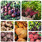250 pcs Rote Beete Samen - Rüben Samen - kübelpflanzen winterhart mehrjährig Rüben Samen - Beta vulgaris - balkon gemüse samen hochbeet balkon gemüse saatgut pflanzen balkon Gemüsebeet