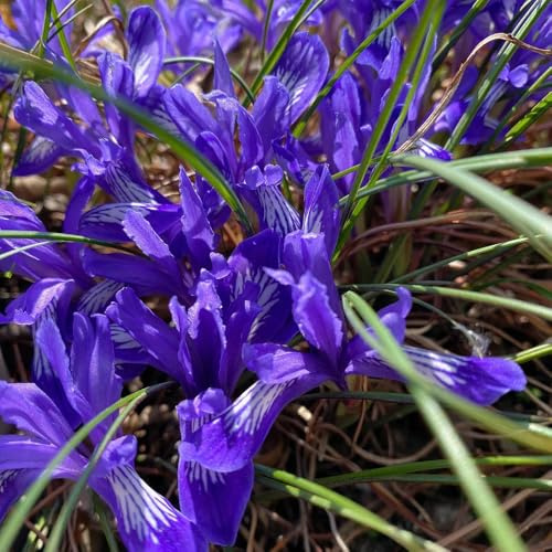 IrisZwiebeln, sommerblumen Schwertlilien, winterharte kübelpflanzen geschenke für gartenliebhaber topfpflanzen draußen winterhart für sonnige plätze 15Zwiebeln