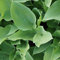 Blumixx Stauden Hosta sieboldiana - Blaublattfunkie hellviolett