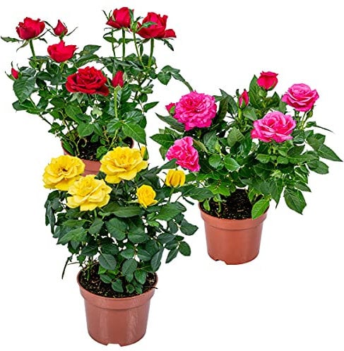 Bloomique - Lot de 3 - Rosiers Nains - Rouge, Jaune, Rose - Plantes d’intérieur & extérieur - Terrasse & Jardin - Rustique - 20-30 cm de Haut - Pot 12 cm