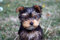 DIY Diamond Painting Yorkshire Terrier Hund Welpen Vollbohrer Strass Kristall Stickerei Bilder Kreuzstich Kunst Handwerk Für Wohnkultur