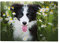300 Teile Puzzle für Erwachsene - Border Collie Hund Kamille Blumen