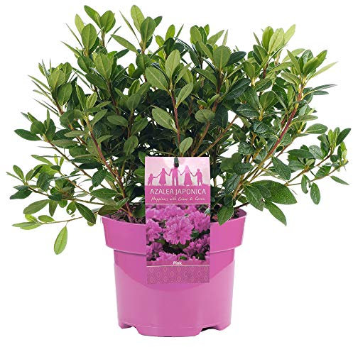 AZALEA GIAPPONE ROSA ARBUSTO PERSISTENTE RUSTICO PIANTA PER GIARDINO 2L x 1