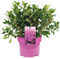 ROSA AZALEE JAPANISCHER IMMERGRÜNER STRAUCH WINTERHARTE GARTENPFLANZE 2L x 1
