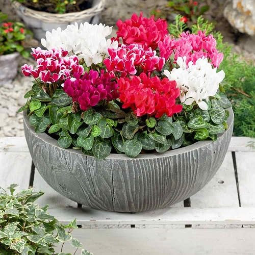 90 graines de fleurs de cyclamen mélangées