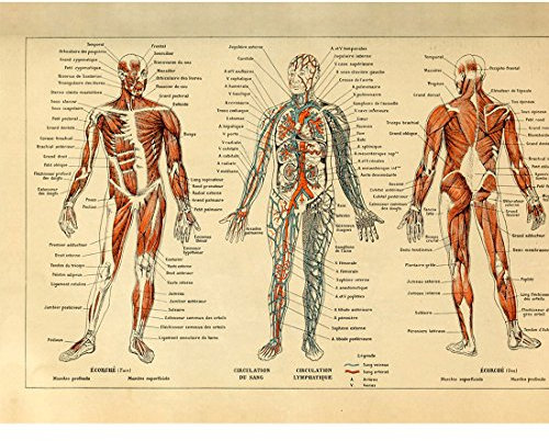 Meishe Art Poster Kunstdrucke Jahrgang Plakatdruck Plakate Drucken Menschliche Anatomie Illustrationen Anordnung Blutgefäßsystem Kreislauf-Muskelsystem Medizinisches Skelett Körpermuskel Wand Dekor