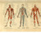 Meishe Art Poster Kunstdrucke Jahrgang Plakatdruck Plakate Drucken Menschliche Anatomie Illustrationen Anordnung Blutgefäßsystem Kreislauf-Muskelsystem Medizinisches Skelett Körpermuskel Wand Dekor