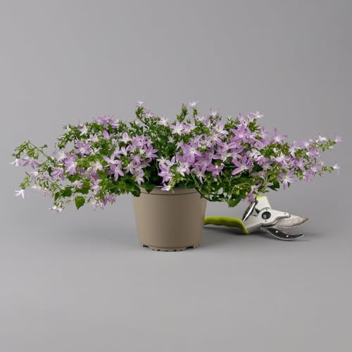 Hängepolster-Glockenblume 'Adansa® Pink' rosa, Topf-Ø 15 cm, 3er-Set