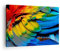 Bilder auf Leinwand Feder Papagei Vogel Leinwandbild mit Rahmen 70x50cm Wandbilder Dekoration Wohnzimmer Schlafzimmer Küche Deko Klein Wanddeko Bild Wand Kunstdruck Art Wall Decor Canvas AA70x50-3428