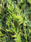 Thuja plicata Martin 80-100 cm. 5 Lebensbäume. Thuja - Winterhart & Immergrün