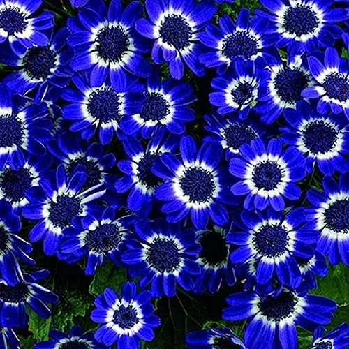 Luojuny Graines de chrysanthème, 300pcs / sac Graines de chrysanthème Fantastique Plein Soleil Bleu Bonsaï Jardin Graines De Fleurs pour La Maison Graines de marguerite