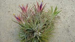 50 Stuck Agave Parryi Truncata Seltene saftige Pflanzen:Seeds Only