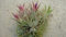 50 Stuck Agave Parryi Truncata Seltene saftige Pflanzen:Seeds Only